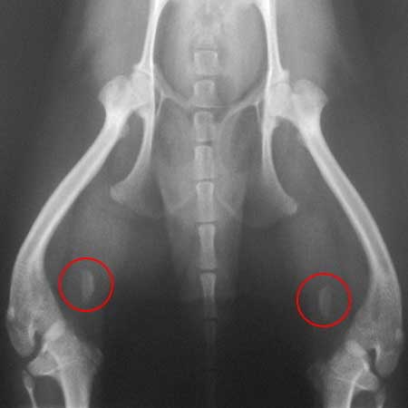 orthop_01_1