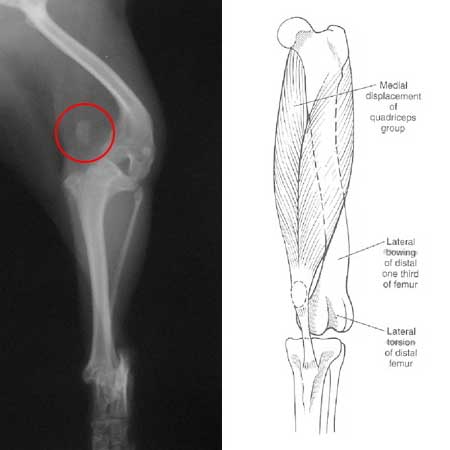 orthop_01_2