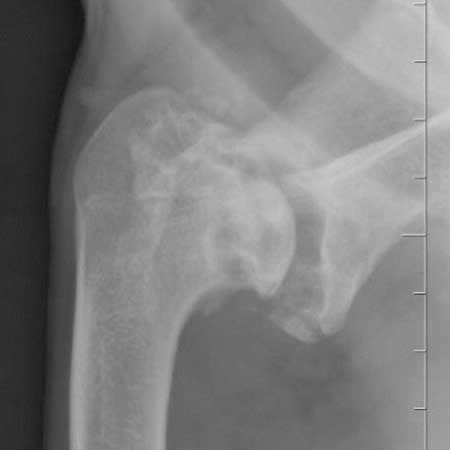 orthop_03_1
