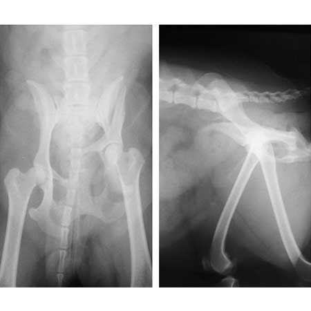 orthop_05_1