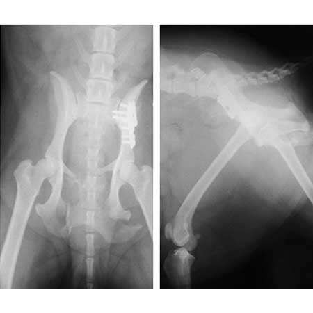 orthop_05_2