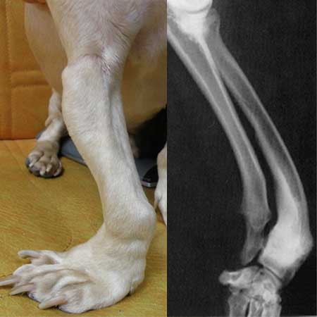 orthop_06