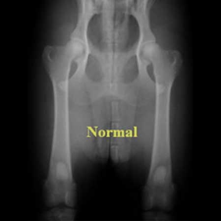 orthop_07_1