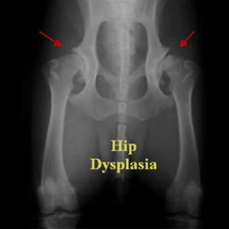 orthop_07_2